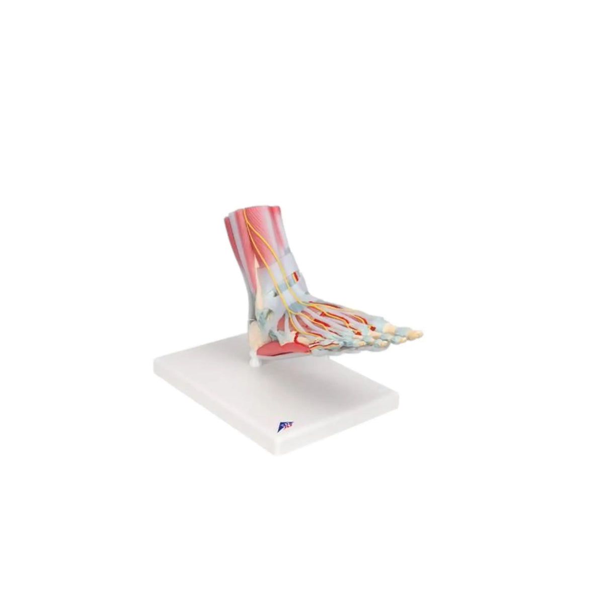 Foot skeleton model with ligaments and muscles - My Podiatry