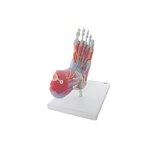 Modelo de esqueleto del pie con ligamentos y músculos - Mi Podología
