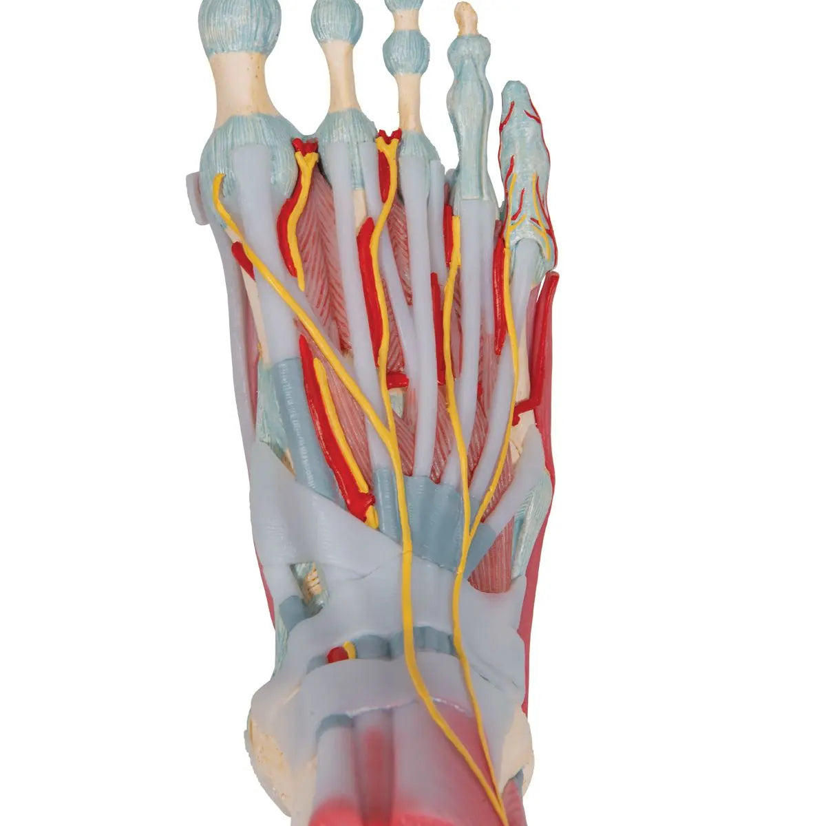 Modelo de esqueleto del pie con ligamentos y músculos - Mi Podología