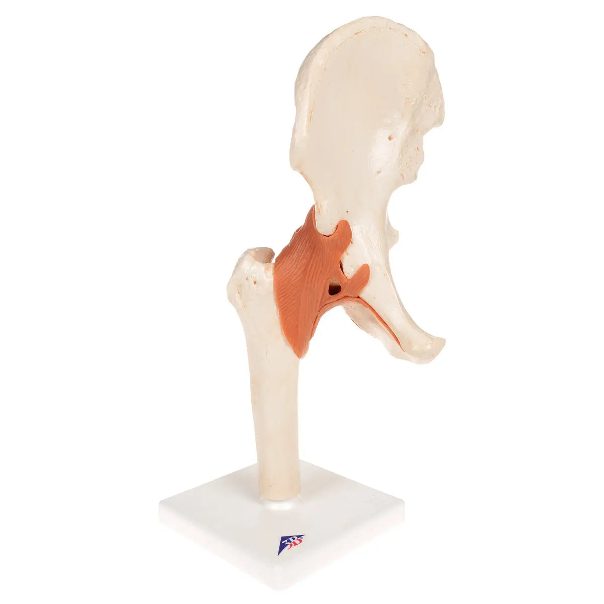Deluxe Functional Model of the Hip Joint - Anatomy and Pathology 3B Scientific 