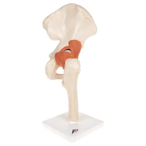 Deluxe Functional Model of the Hip Joint - Anatomy and Pathology 3B Scientific 