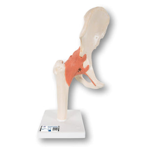 Deluxe Functional Model of the Hip Joint - Anatomy and Pathology 3B Scientific 
