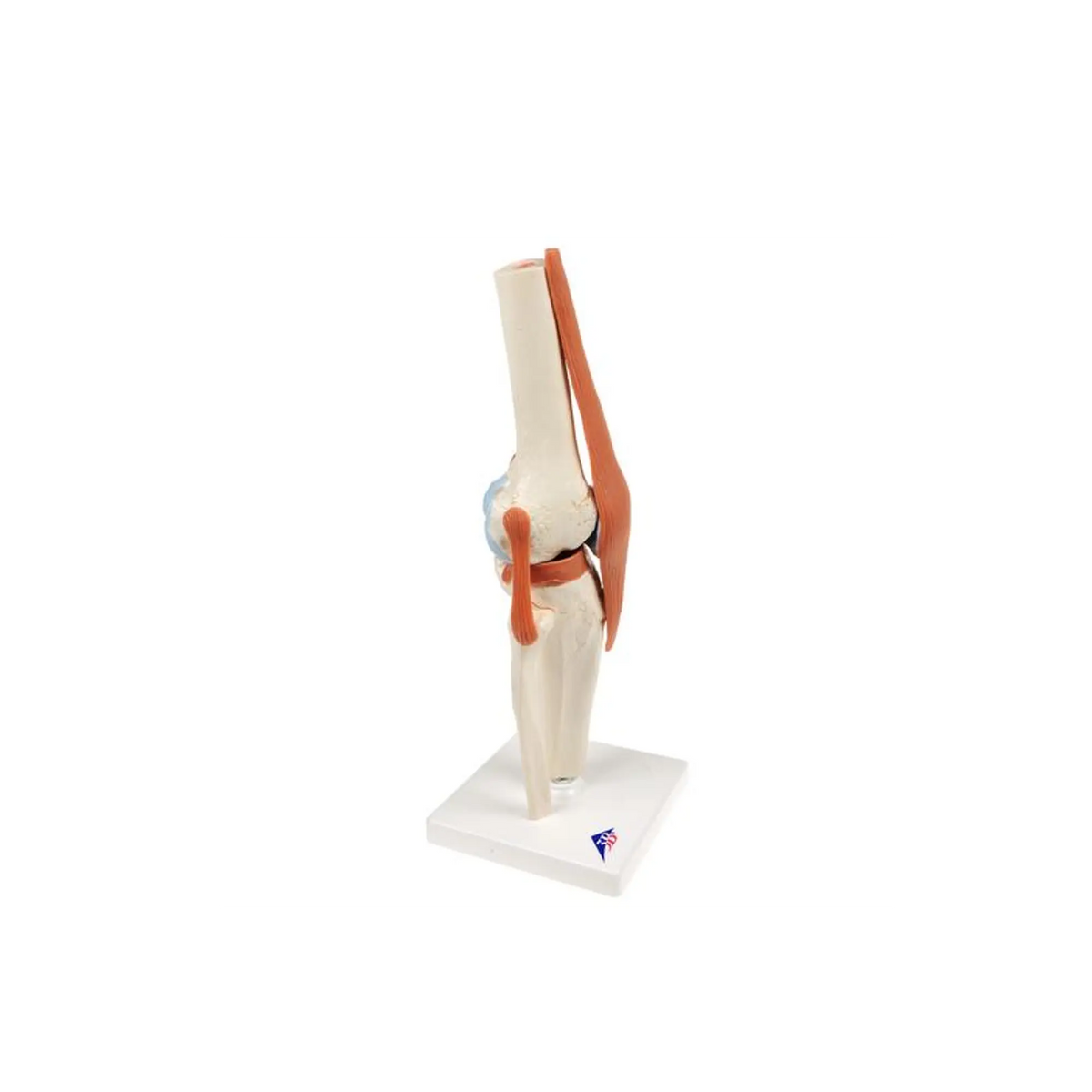 Deluxe functional model of the knee joint - Anatomy and pathology - My Podiatry