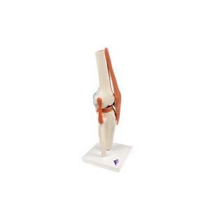 Deluxe functional model of the knee joint - Anatomy and pathology - My Podiatry