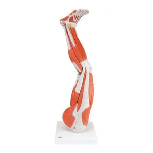 Muscles de la jambe, en 9 parties - My Podologie