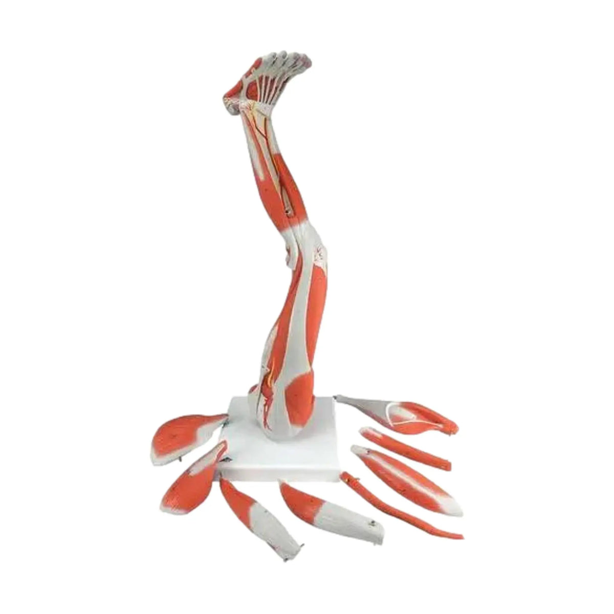 Leg muscles, in 9 parts - My Podiatry