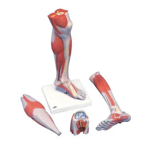 Leg muscles, luxury version, in 3 parts - Anatomy and pathology - My Podiatry
