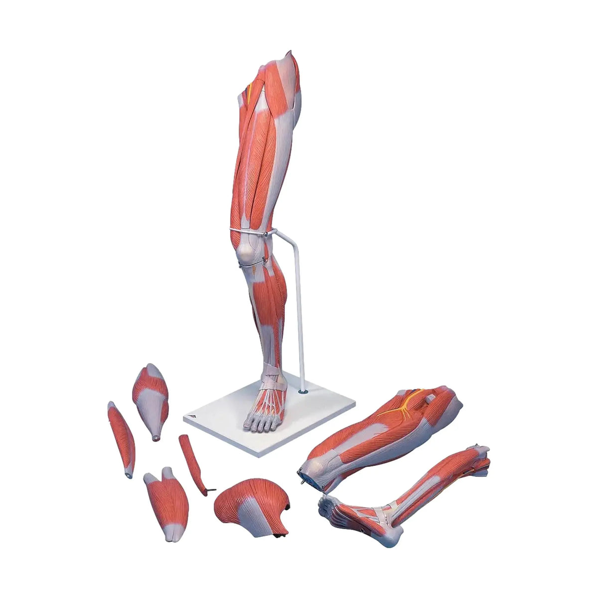 Leg muscles, luxury version, in 7 parts - Anatomy and pathology - My Podiatry