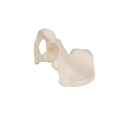 Pelvic bone - Anatomy and pathology 3B Scientific 