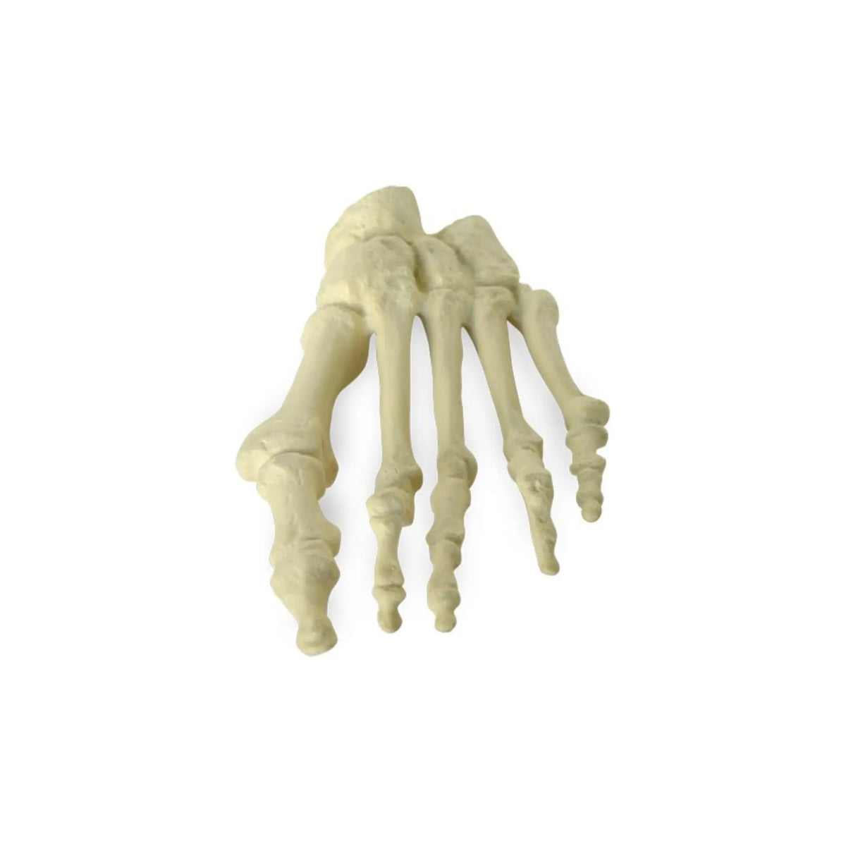 Herbitas physiological plastic foot 