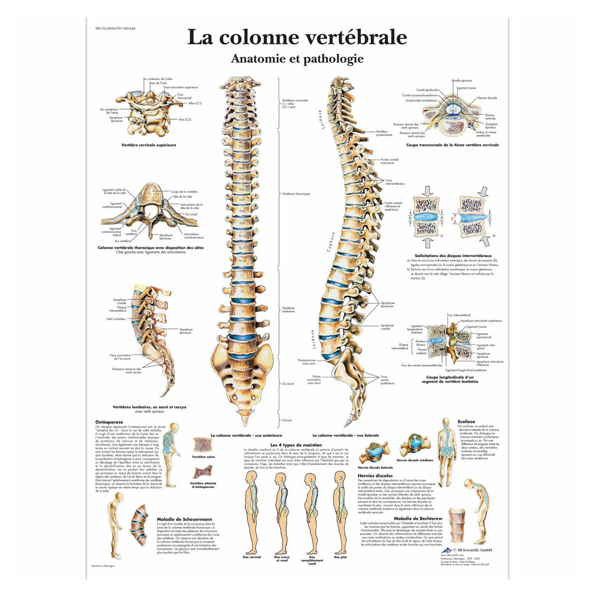 Anatomical board - The spine - Anatomy and pathology - My Podology