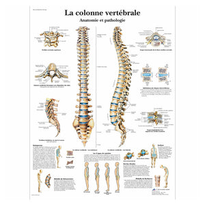 Anatomical board - The spine - Anatomy and pathology - My Podology