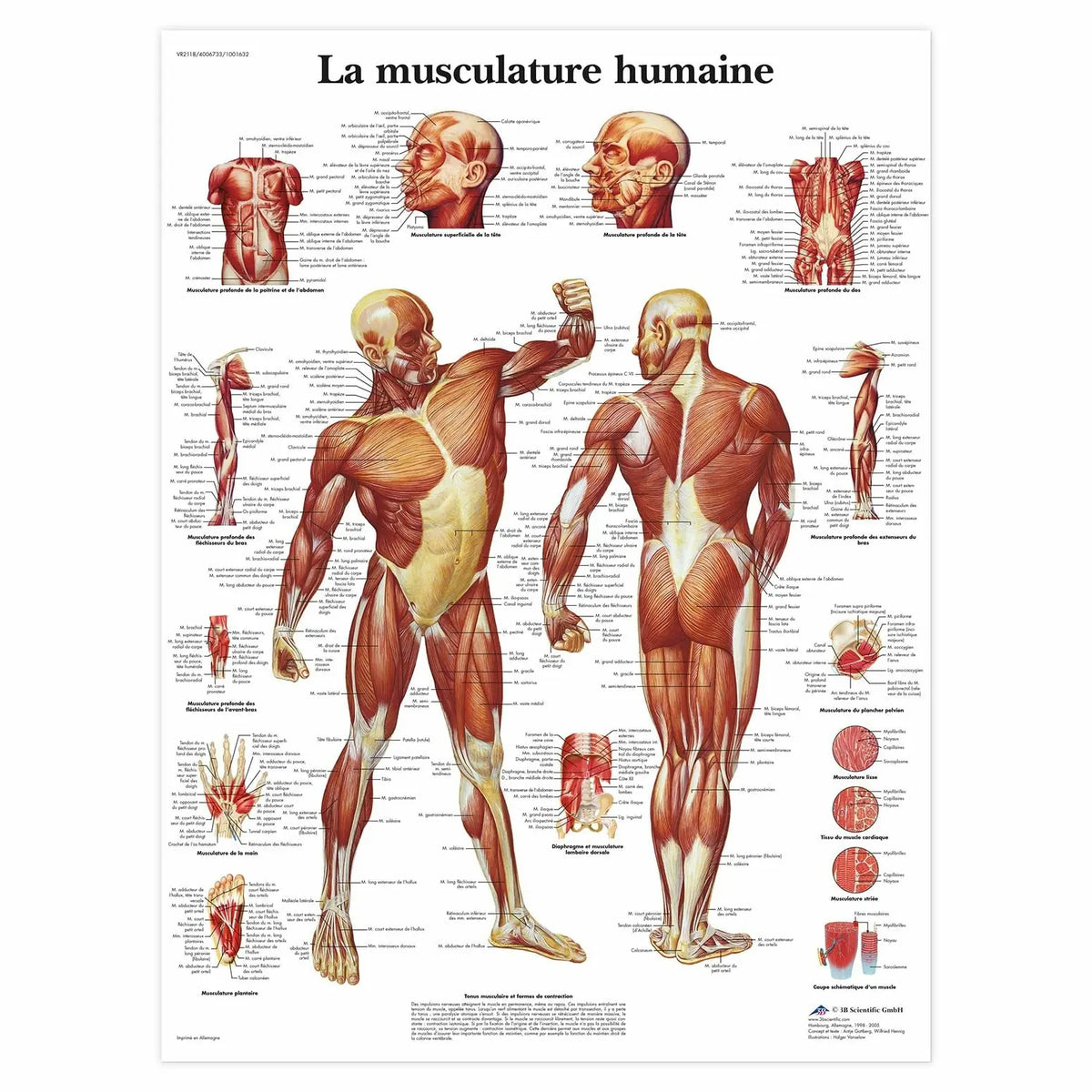 Anatomical board - Musculature - Anatomy and pathology 3B Scientific 