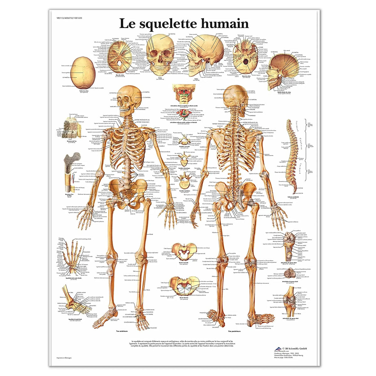 Anatomical board - The human skeleton - Anatomy and pathology - My Podologie