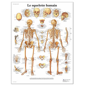 Anatomical board - The human skeleton - Anatomy and pathology - My Podologie