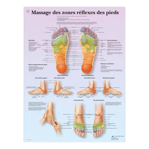 Planche anatomique - Massage des zones réflexes des pieds - My Podologie