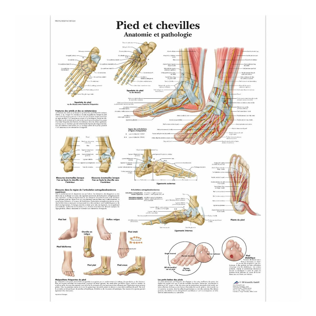 Anatomical board - Foot and ankles - Anatomy and pathology 3B Scientific 
