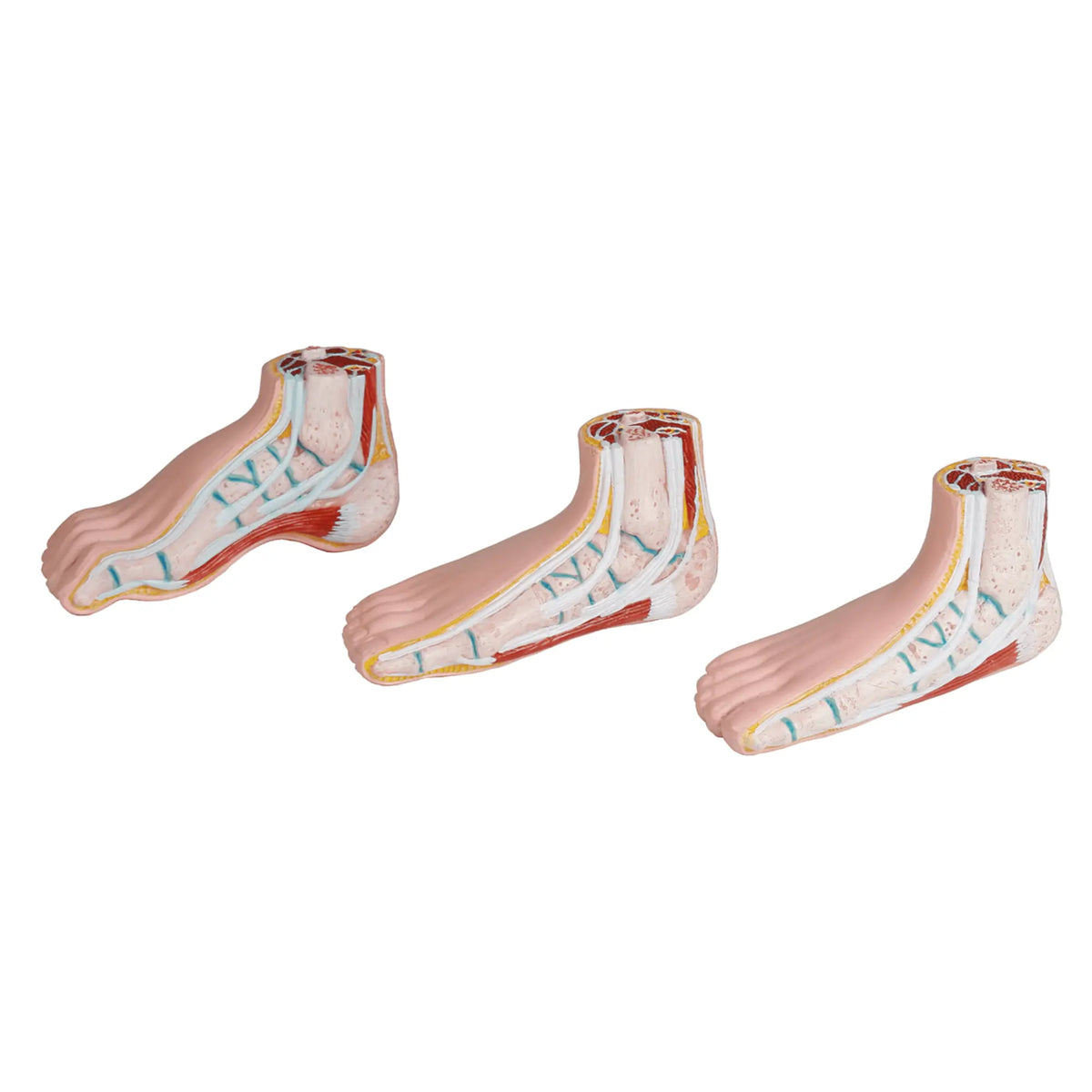 Series of 3 mini feet (physiological, flat and hollow) - My Podiatry