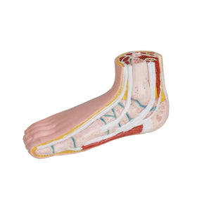 Series of 3 mini feet (physiological, flat and hollow) - My Podiatry