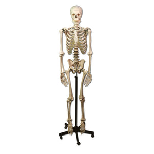 Life-size Human Skeleton 170cm - My Podiatry