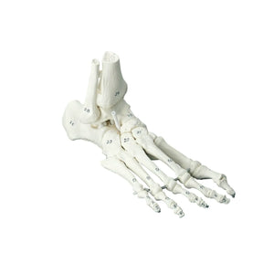 Classic Skeleton - Foot with beginning tibia and bones numbered Ruck 