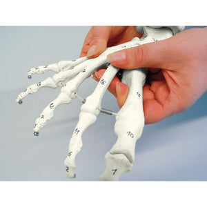 Classic Skeleton - Foot with beginning tibia and bones numbered Ruck 