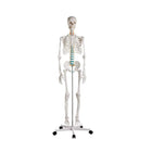 Human body skeleton 1m78 Oscar