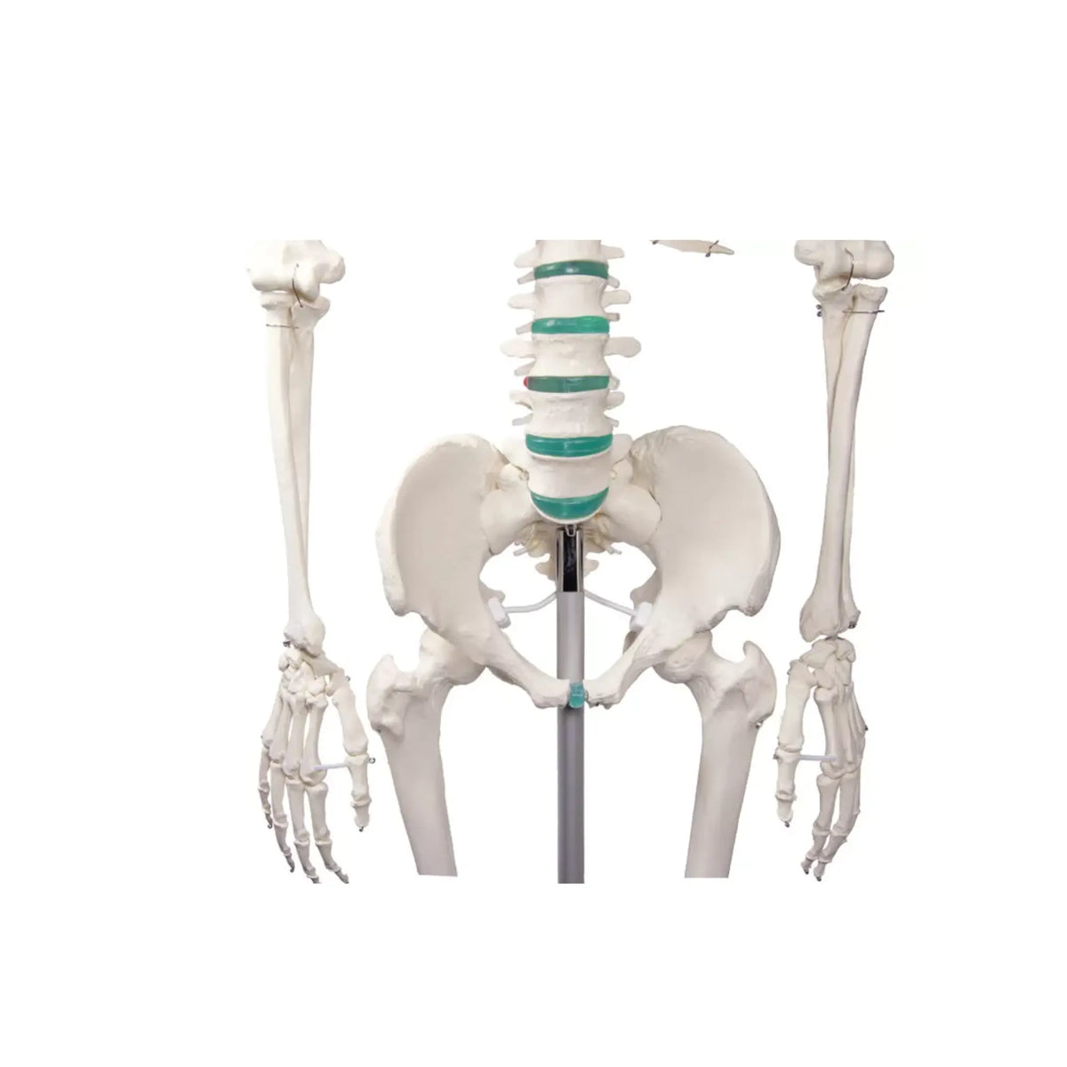 Human body skeleton 1m78 Oscar Ruck 