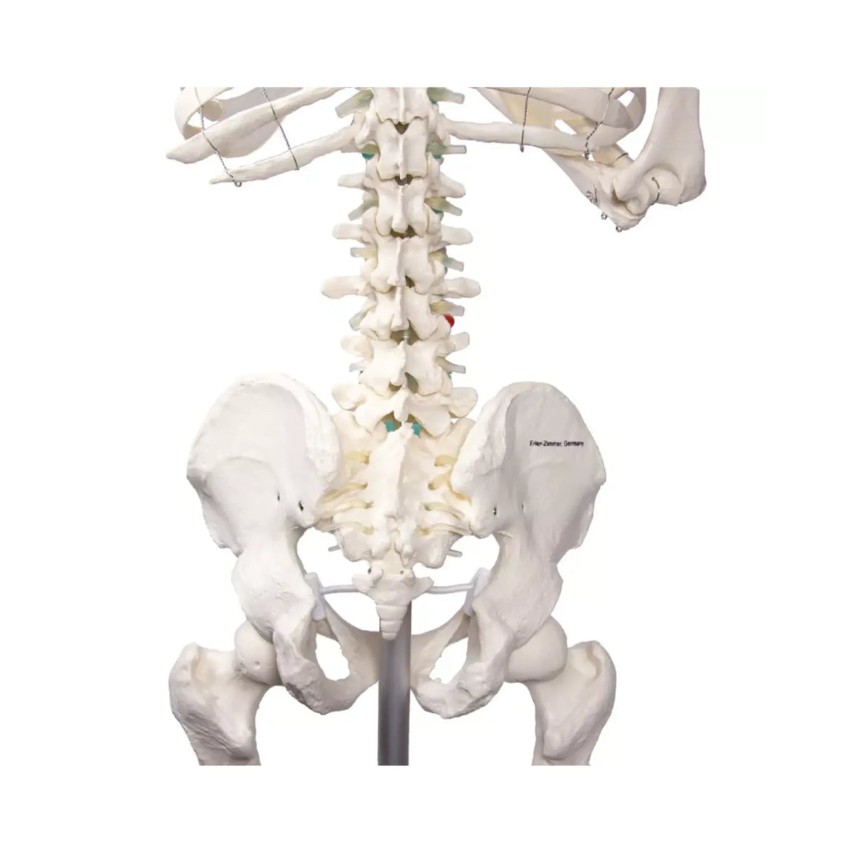 Human body skeleton 1m78 Oscar Ruck 
