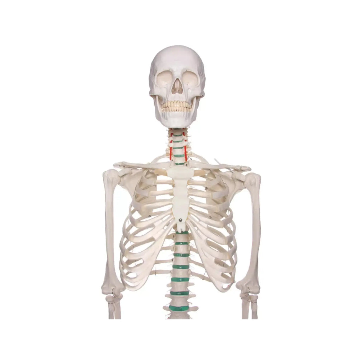 Human body skeleton 1m78 Oscar Ruck 