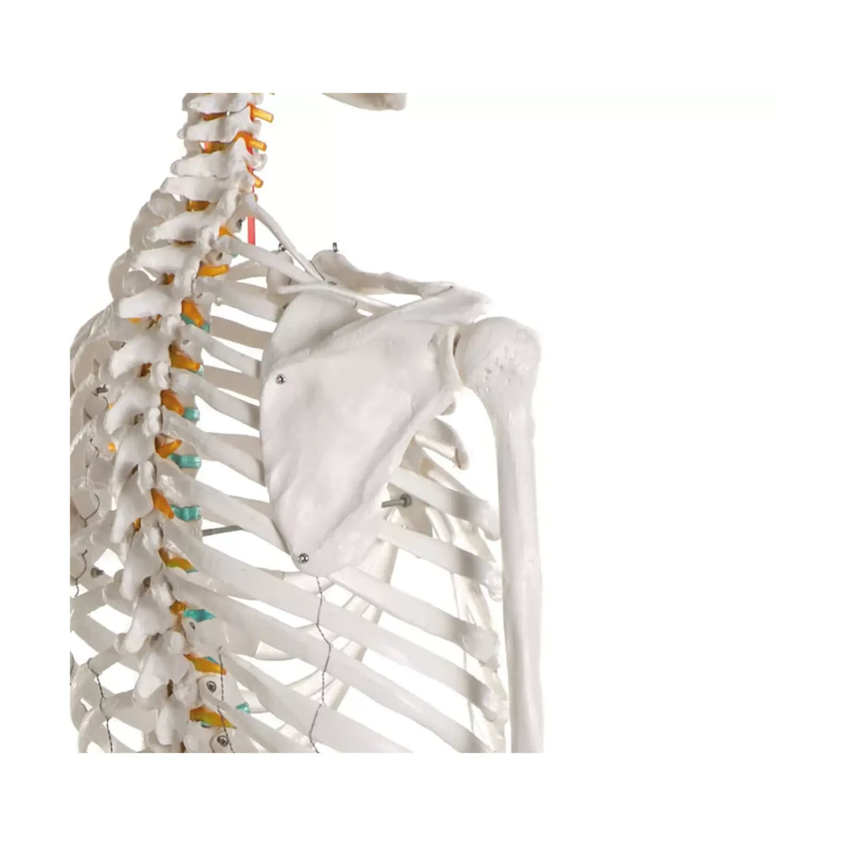 Human body skeleton 1m78 Oscar Ruck 