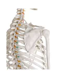 Human body skeleton 1m78 Oscar Ruck 