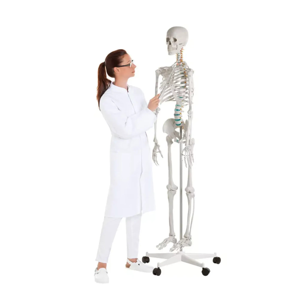 Human body skeleton 1m78 Oscar Ruck 