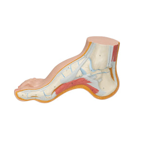 Skeleton of a hollow foot (Pes Cavus) - My Podiatry