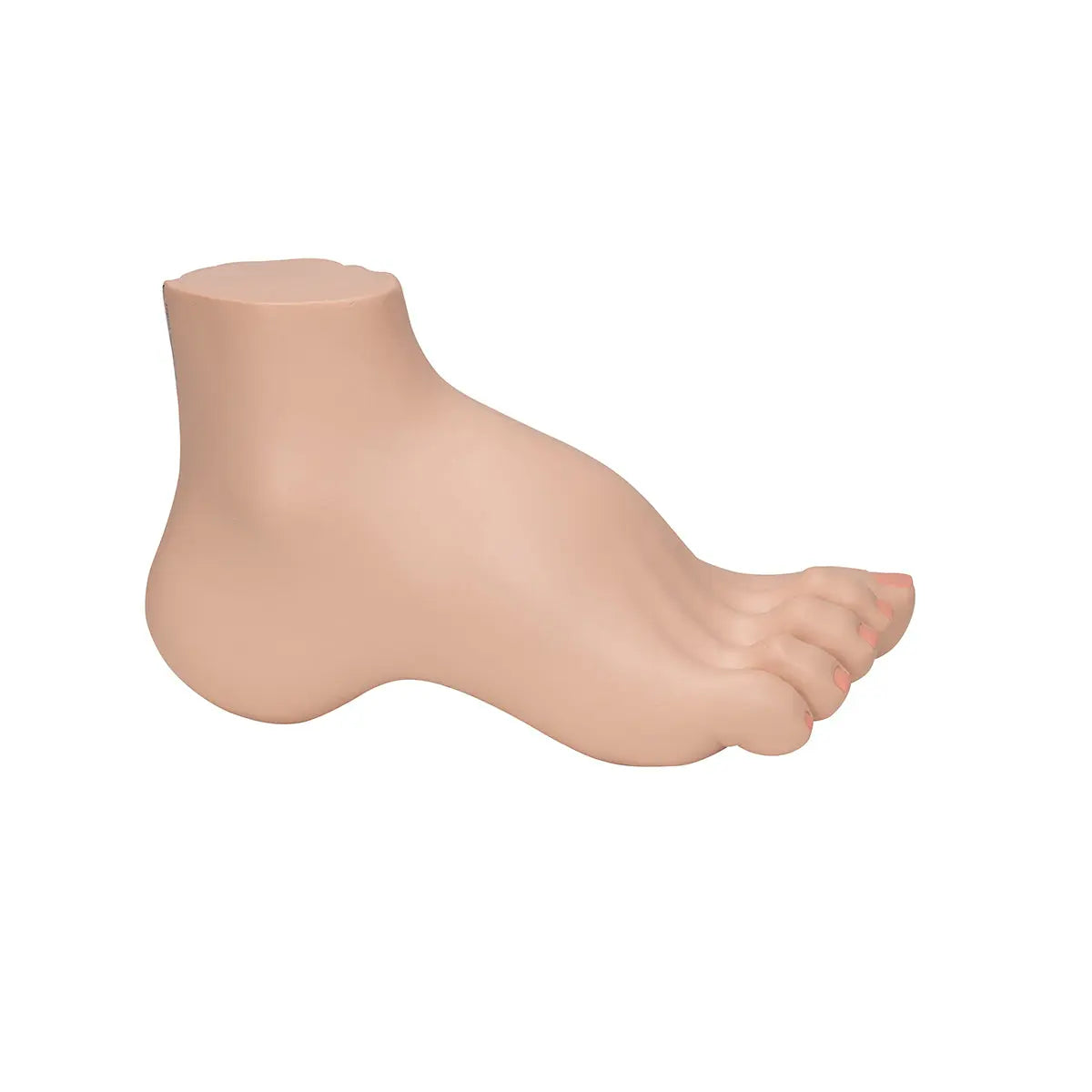 Skeleton of a hollow foot (Pes Cavus) - My Podiatry