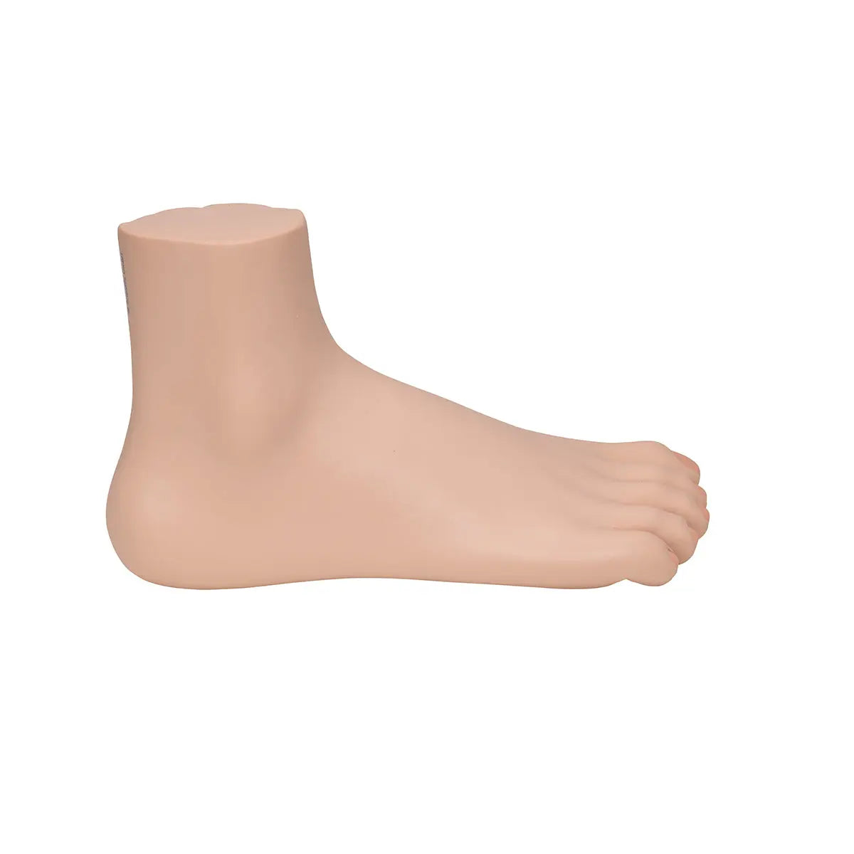 Skeleton of a normal foot - My Podiatry