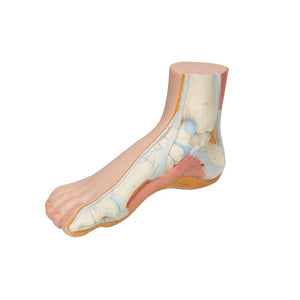 Skeleton of a normal foot - My Podiatry