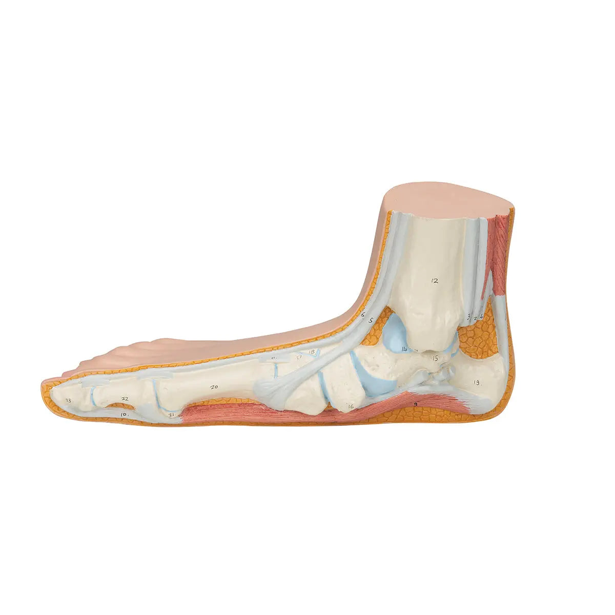 Skeleton of a flat foot (Pes Planus) - My Podiatry