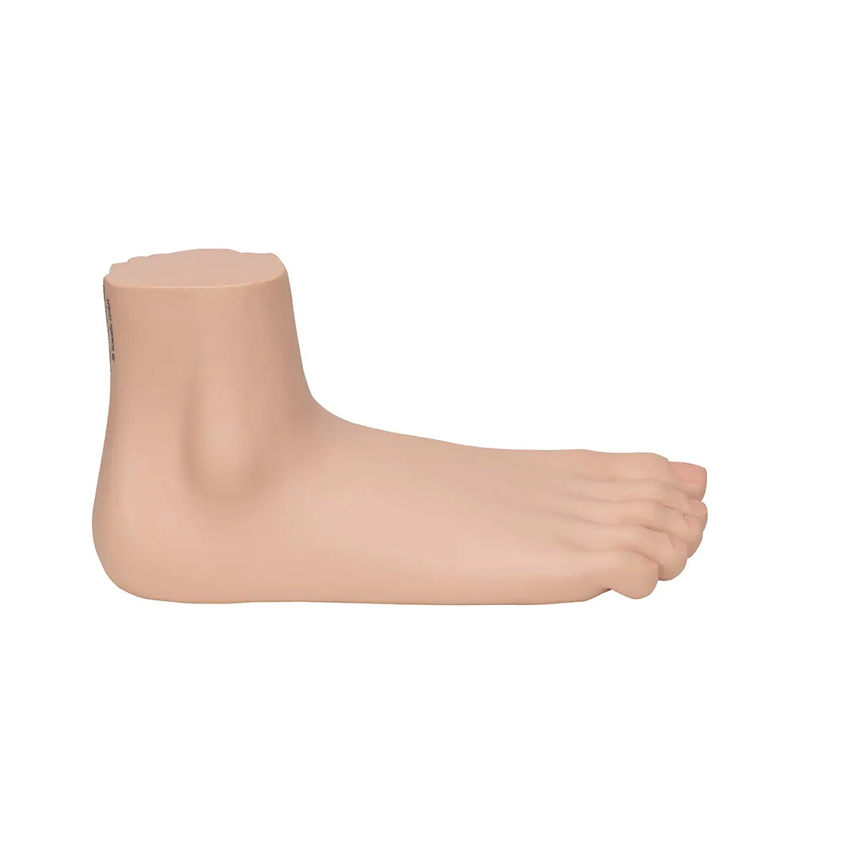 Skeleton of a flat foot (Pes Planus) - My Podiatry