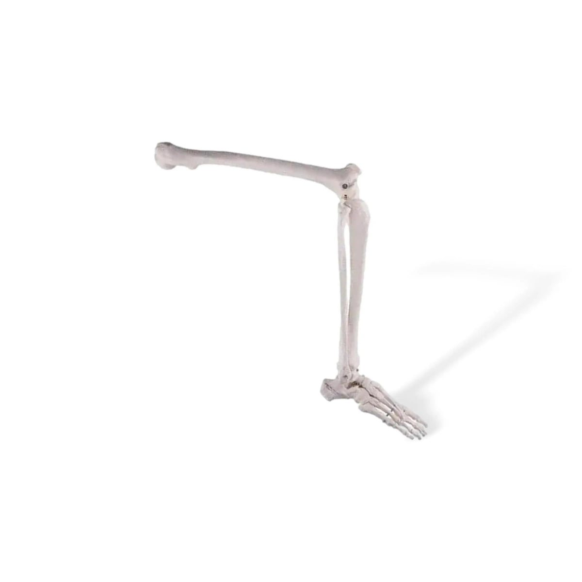 Leg skeleton with foot - My Podiatry
