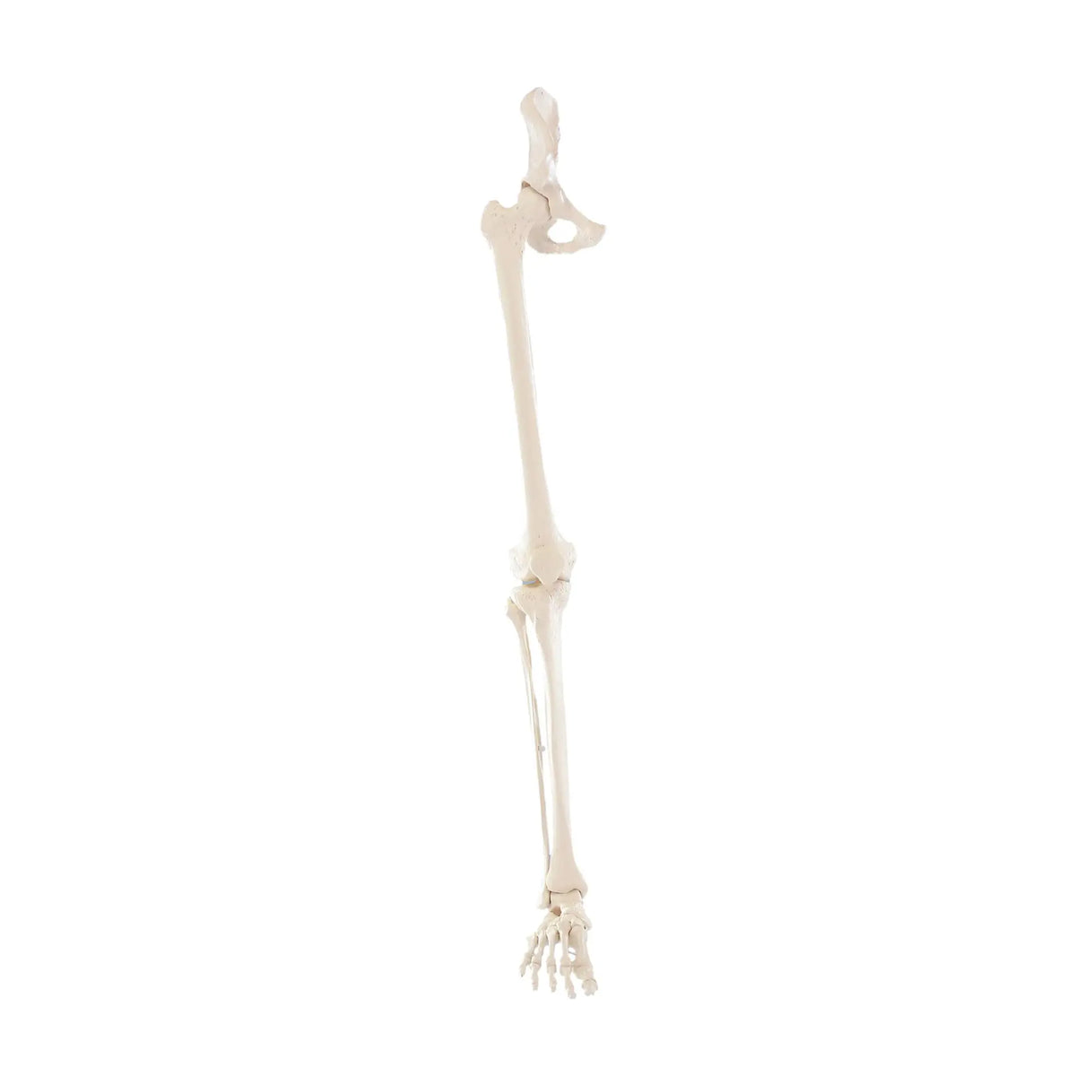 Leg skeleton with half of the pelvis My Podiatry 
