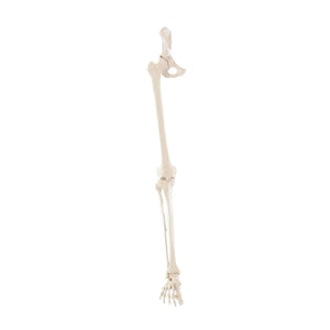 Leg skeleton with half of the pelvis My Podiatry 