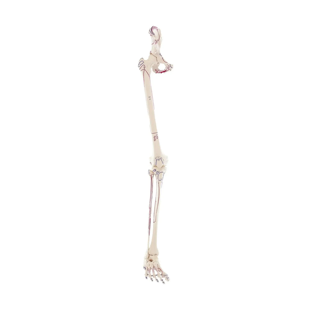 Skeleton of the leg with half of the pelvis + Muscles drawn My Podiatry 