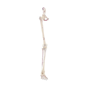 Skeleton of the leg with half of the pelvis + Muscles drawn My Podiatry 