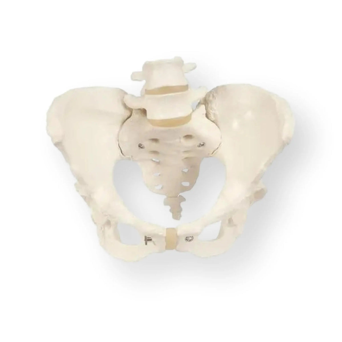 Skeleton of the pelvis, female - Anatomy and pathology - My Podology