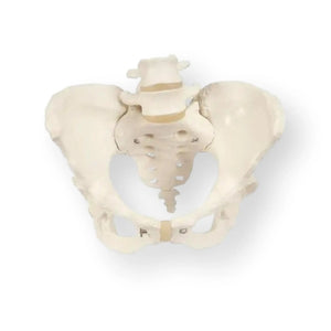 Skeleton of the pelvis, female - Anatomy and pathology - My Podology