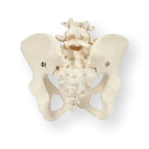 Skeleton of the pelvis, female - Anatomy and pathology - My Podology