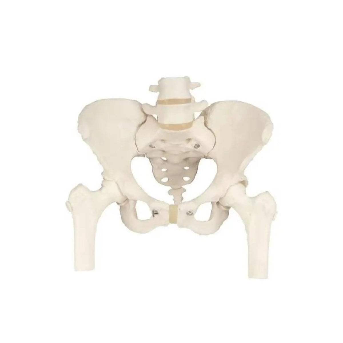 Pelvic skeleton, female, with femur stumps - Anatomy and pathology - My Podiatry