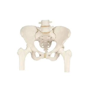 Squelette du bassin, féminin, avec moignons de fémur - Anatomie et pathologie - My Podologie