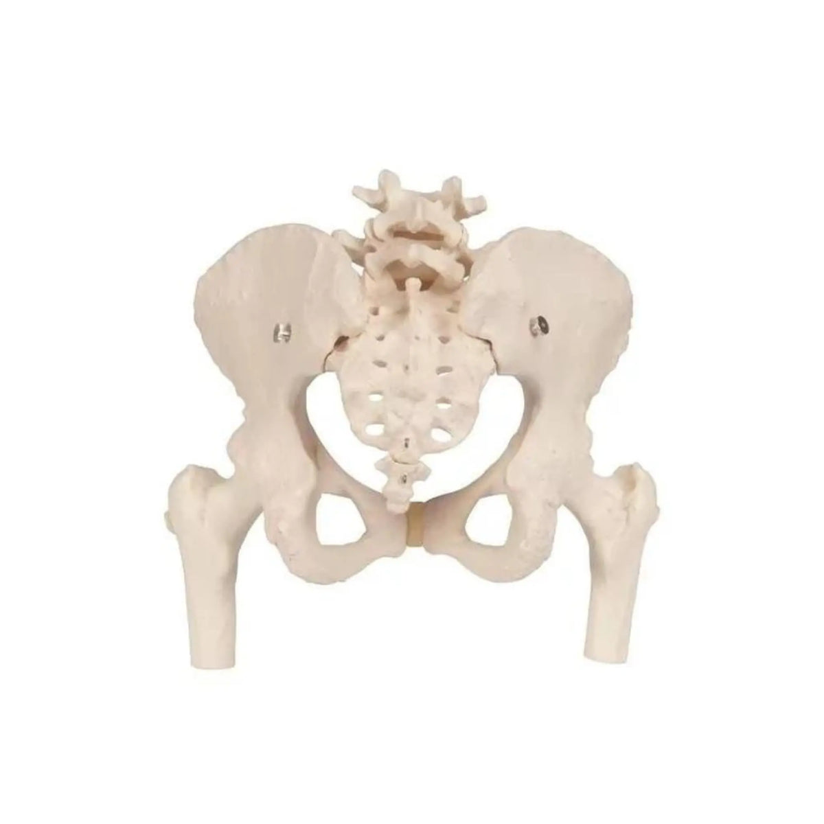 Pelvic skeleton, female, with femur stumps - Anatomy and pathology - My Podiatry
